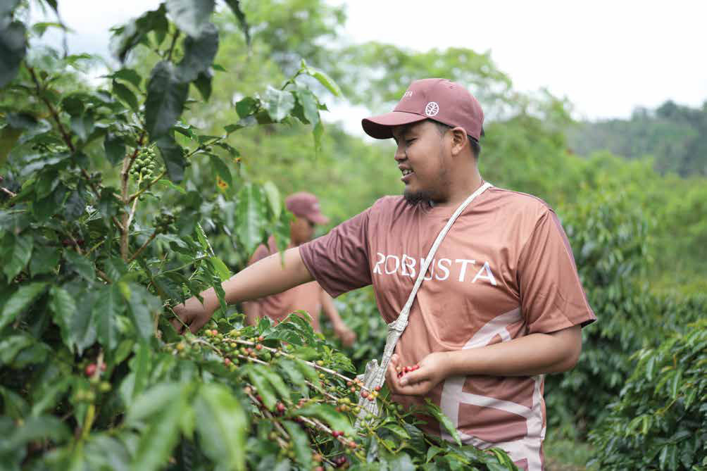 Coffee farmer at harvest